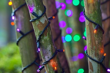 wrapping trees with christmas lights wrapping trees with christmas lights