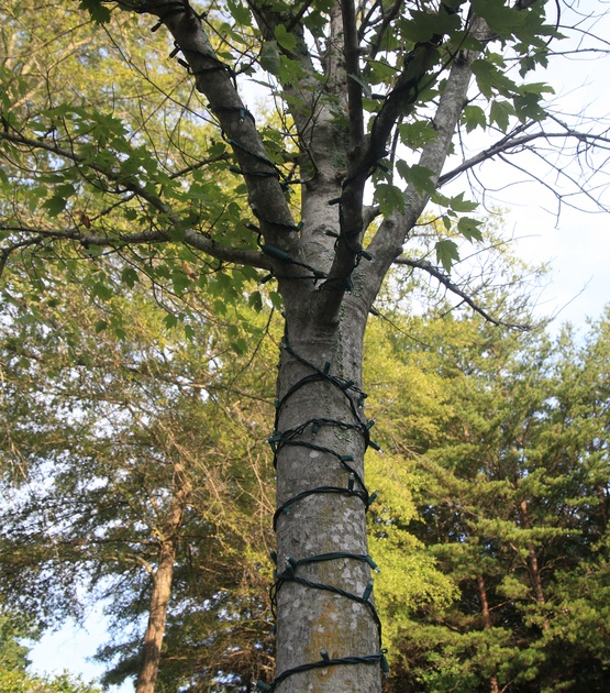 wrapping trees with christmas lights wrapping trees with christmas lights