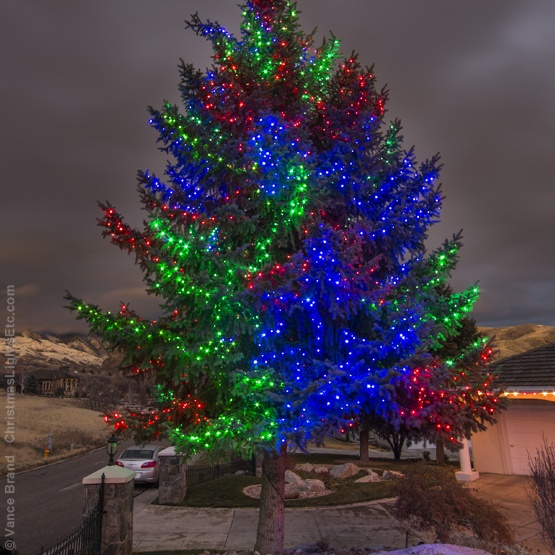 Wrapping Trees With Lights Light Wrapped Evergreen Trees