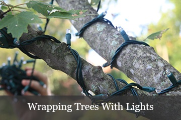 light wrapped christmas trees