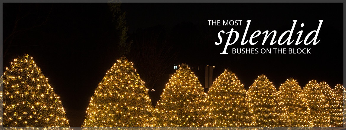 net lights and tree wraps