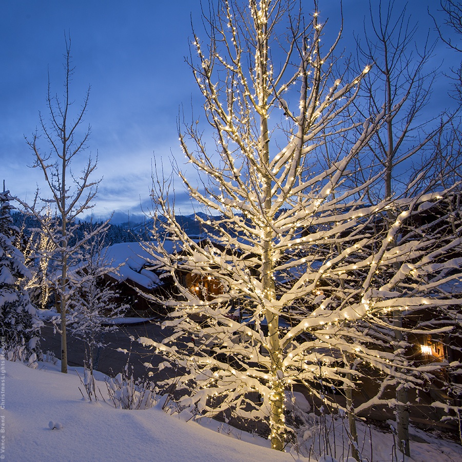 Wrapping Trees with Christmas Lights