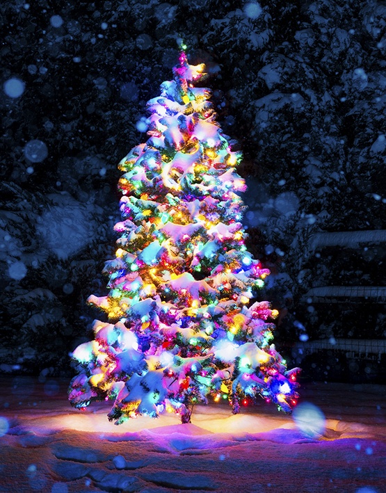 Wrapping Trees With Lights Wrapping Trees With Lights