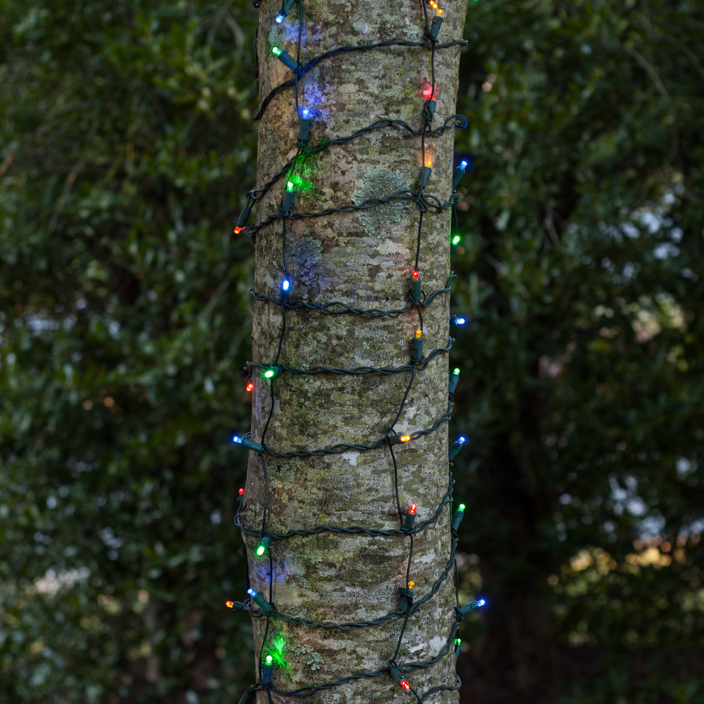 led net lights led multi colored 5mm conical 100l 2 x6 led net lights led multi colored 5mm conical 100l 2 x6