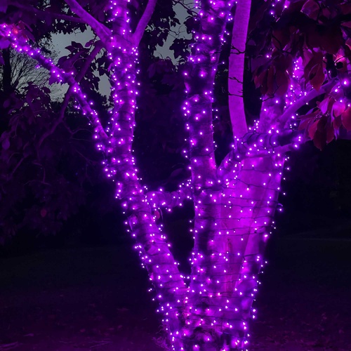 70 5mm Purple LED Halloween Lights, 4" Spacing, Black Wire