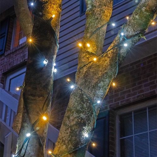50 5mm Cool White, Warm White Champagne LED Christmas Lights, 6" Spacing