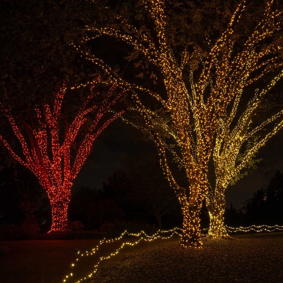 70 5mm Gold LED Christmas Lights, 4" Spacing