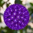 7.5" Purple T5 LED Starlight Sphere, 100 Lights