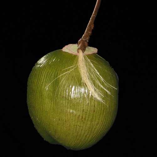 Lighted Palm Trees Large Coconut for LED Palm Tree