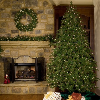 Fraser Fir Unlit Tree