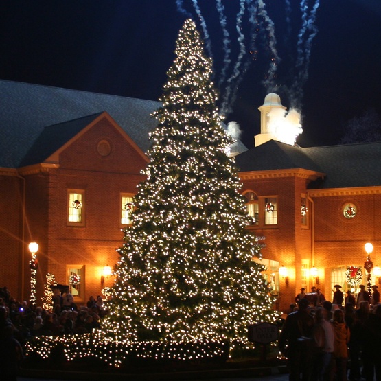 23' Giant Everest Fir Full Prelit Commercial Tree