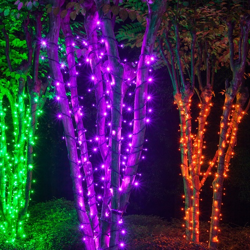 70 5mm Purple LED Halloween Lights, 4" Spacing, Black Wire