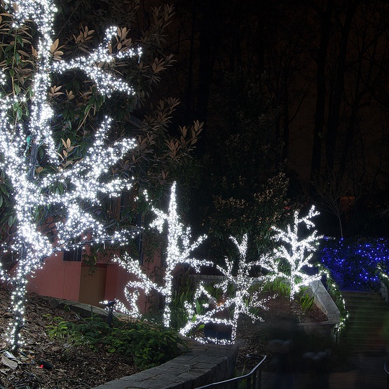50 Cool White Outdoor LED Christmas Tree Lights, Mini 5MM, 4" Spacing