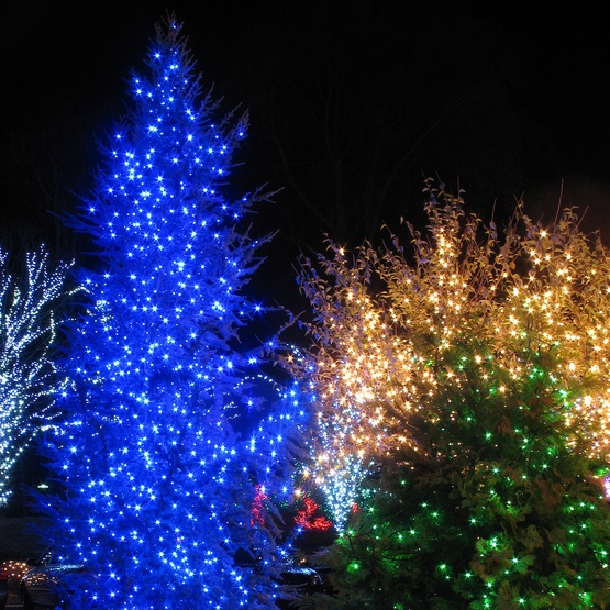 50 Blue Outdoor LED Christmas Tree Lights, Mini 5MM, 4" Spacing