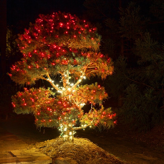 50 Red Outdoor LED Christmas Tree Lights, Mini 5MM, 4" Spacing