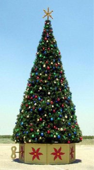 34' Rocky Mountain Pine Tree, C7 Clear Lights