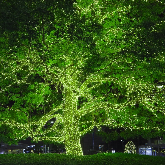 50 Chartreuse Christmas Tree Mini Lights, 6" Spacing, Green Wire