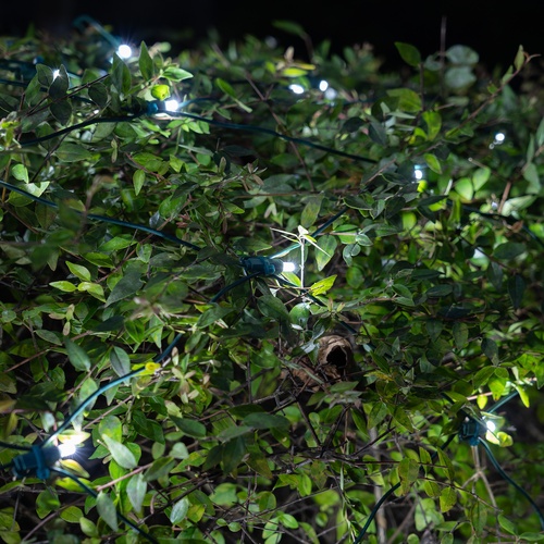 5mm 4' x 6' Cool White SoftTwinkle LED Net Lights, Green Wire